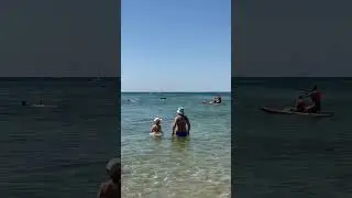 🐬 среди людей плавают дикие дельфины😳🥹