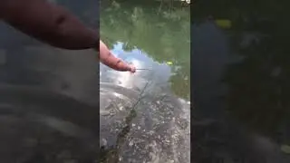Волос, скрепка и шашлык . #fish #fishing #рыбалка #рыбалканаспиннинг