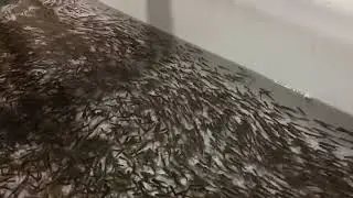 Работа,Работа - перейди на Федота .