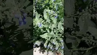 Окопник жёсткий. Используют в медицине, как корм животным, пчелы собирают с его цветков нектар.