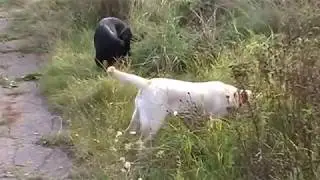 MOV0B7
