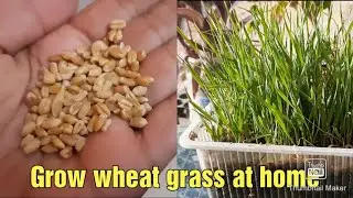 How to grow wheat grass at home || most easy and fastest method || germination in 2 days only