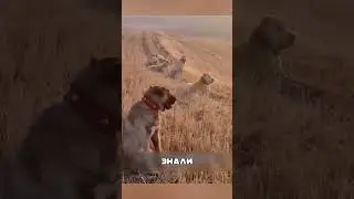 Хитрый план против ВОЛКОВ с дроном-приманкой🧠🚁🪤