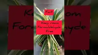 spider plant 