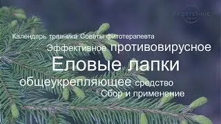Effective Antiviral and Immune-Boosting Remedy | Spruce Tips - Young Spruce Needles, Benefits