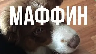 Адаптация щенка в новом доме