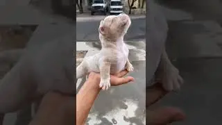 cutest puppy  #cutedog #puppylove #animals