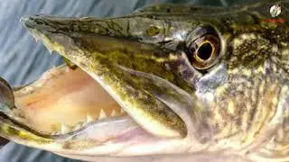 Pike in October. How to catch pike in October. Bait and finding places where pike live.