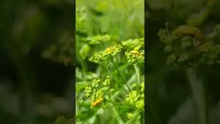 Чудовий яскраво 🪲 жовтий #жук - неймовірні #комахи, зелена 🍀 #природа влітку yellow beetle