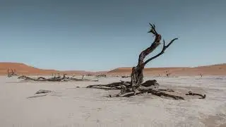 Birch (UK) - Play