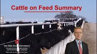 Summarizing the March Cattle on Feed Report
