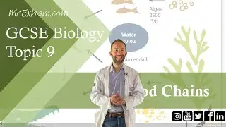 Food Chains - GCSE Biology (9-1) 9.7B
