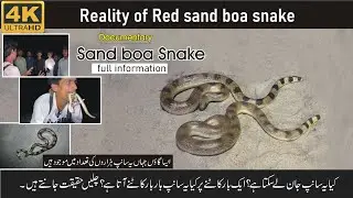 Red Sand Boa Snake| Two face Snake| Full Documentary Or Information