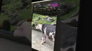 CARA HAPUS OBJEK MENGGANGGU DI FOTO DENGAN AI TOOLS #SHORTS