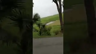 Nature View From Roadside