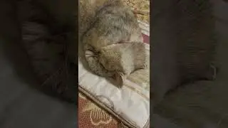 Кошка греет мордочку во сне