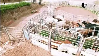 Boi 🐂 Soberano #musica #sertanejo #modao #tiaocarreiroepardinho #músicaraiz #violão