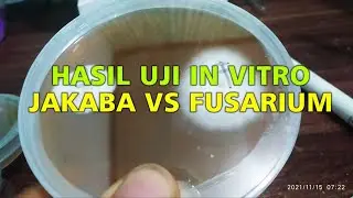In Vitro Test Results of Jakaba vs Fusarium