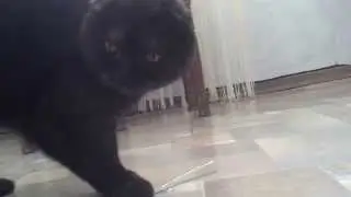 Сердитый кот по имени Федот
