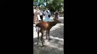 Freely roaming deers of Nara, Japan, September 2018