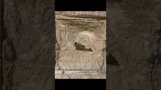 How did fossils form w/ Josina Montes | #Shorts