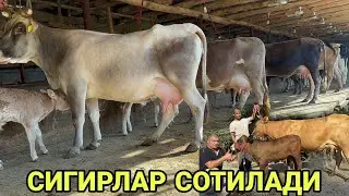 БЕГЗОД АКАДАН 20, 25л СУТЛАРИ БОР КУЧАТ ШВЕД ОЛА 3 БОШЛИ СИГИРЛАР СОТИЛАДИ SOTILADIGON 25 августа