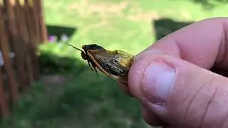Cicadas Are Coming…Again???