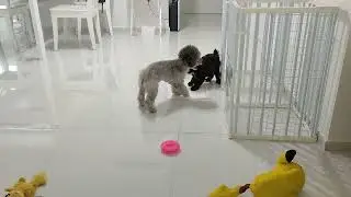 2 yr old toy poodle playing with 2 month old toy poodle