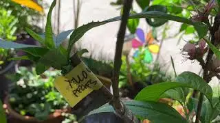 I Grafted 2 Variety of Nectarine, Plum and Peaches in One Tree. This Happens After 1 1/2 Month.