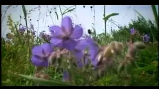 Алтан овоо мину.mpg