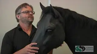 VSI Equine Colic and Palpation Simulator - Equine Neck Venipuncture