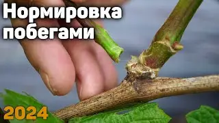 Нормировка кустов винограда побегами - 2024 ✂️