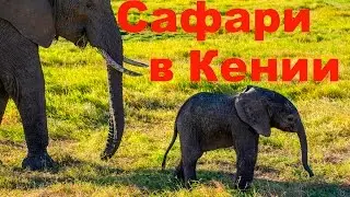 Сафари в КЕНИИ