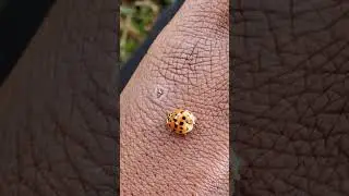 Lady Bug healing.
