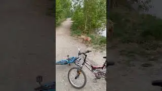 Булли