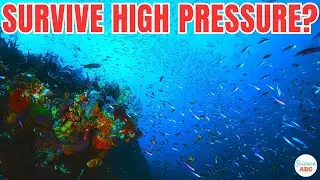 How Do Deep Sea Fish Survive the Extreme Pressure?