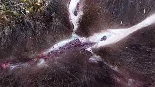 Медведь добыт 1 июня 2023