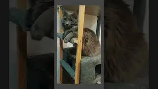 КОТЫ КОПИРУЮТ ДРУГ ДРУГА 