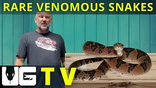 New and RARE Venomous Snakes: WORLD'S BIGGEST VIPER!!!