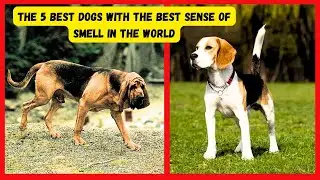 Top 5 Dogs with the World's Best Sense of Smell Unbelievable Canine Tracking Skills
