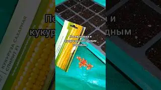 Посев гороха и кукурузы рассадным способом. #горох##кукуруза#посев#рассада#семена