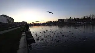 Польша , агрессивные чайки в Кракове