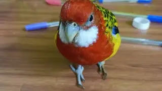 Funny Eastern Rosella Bird