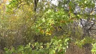 Звуки природы