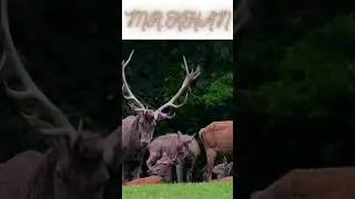SafariSnippets