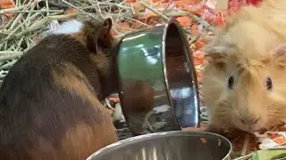 Funny Guinea pig flips water bowl and lick the bottom