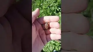 Майский жук