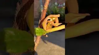 Магнолия СанСпайер / Sunspire 🧡💛🧡