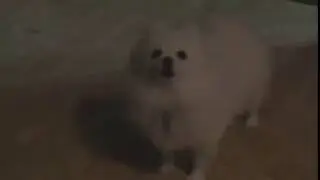 Gabe the dog - Barking beats (Dank Meme)