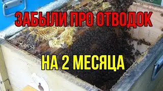 Забыли про отводок, отводок пчел без осмотра 2 месяца .